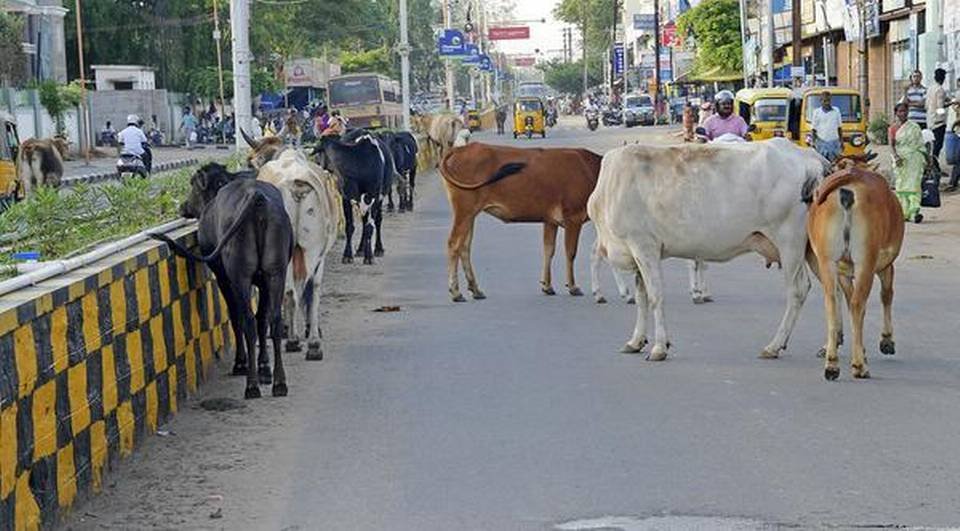 Stray cattle add to traffic chaos