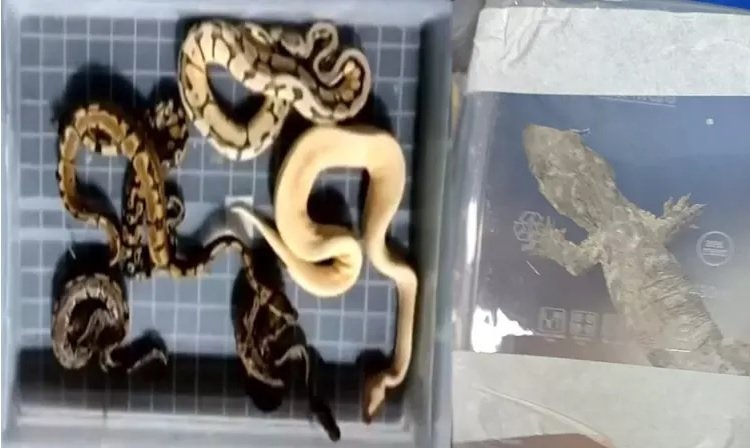 Snakes and lizards smuggled from abroad seized at Trichy Airport